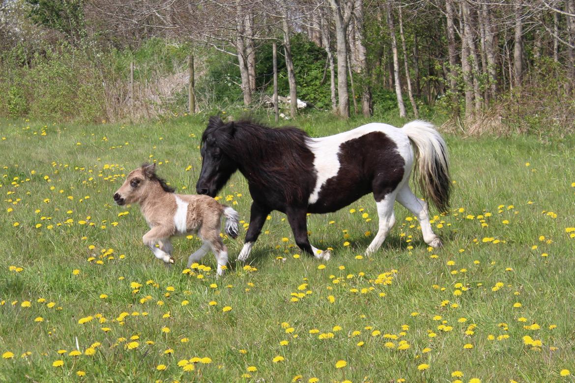 Shetlænder Veldt's Walando - D. 7 maj 2017 4 dage gammel. billede 8
