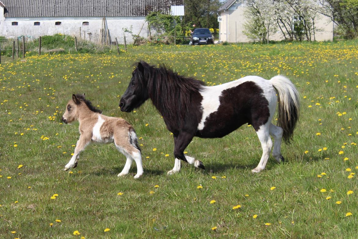 Shetlænder Veldt's Walando - D. 7 maj 2017 4 dage gammel. billede 9