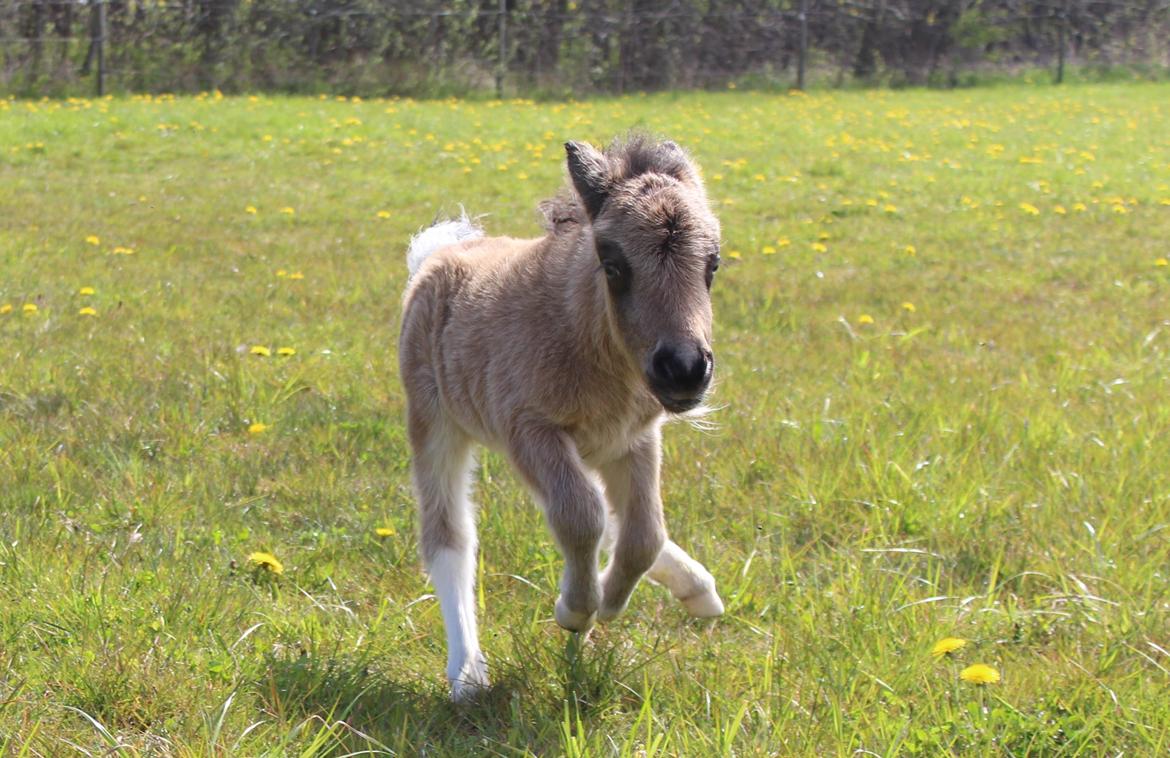 Shetlænder Veldt's Walando - D. 7 maj 2017 4 dage gammel. billede 7