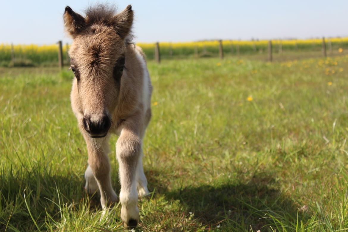Shetlænder Veldt's Walando - D. 7 maj 2017 4 dage gammel.  billede 5