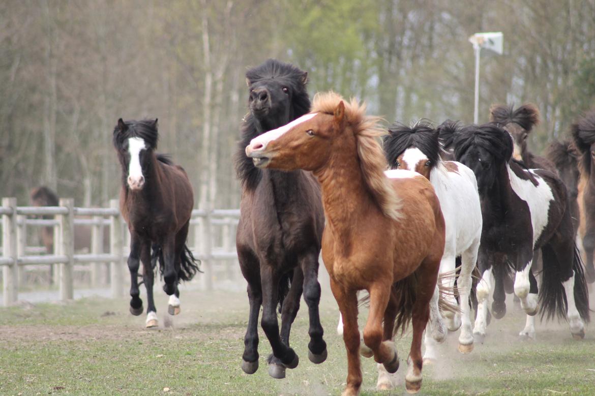Islænder Eflir fra Vang billede 6