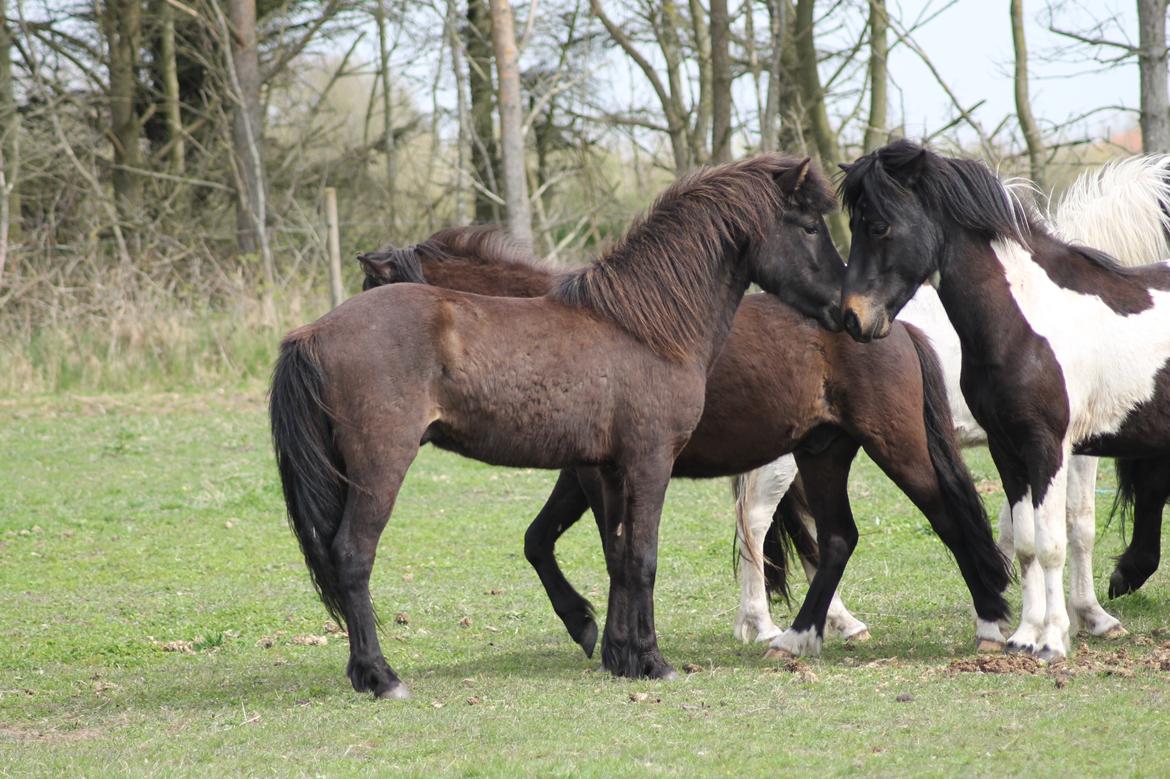 Islænder Eflir fra Vang billede 4