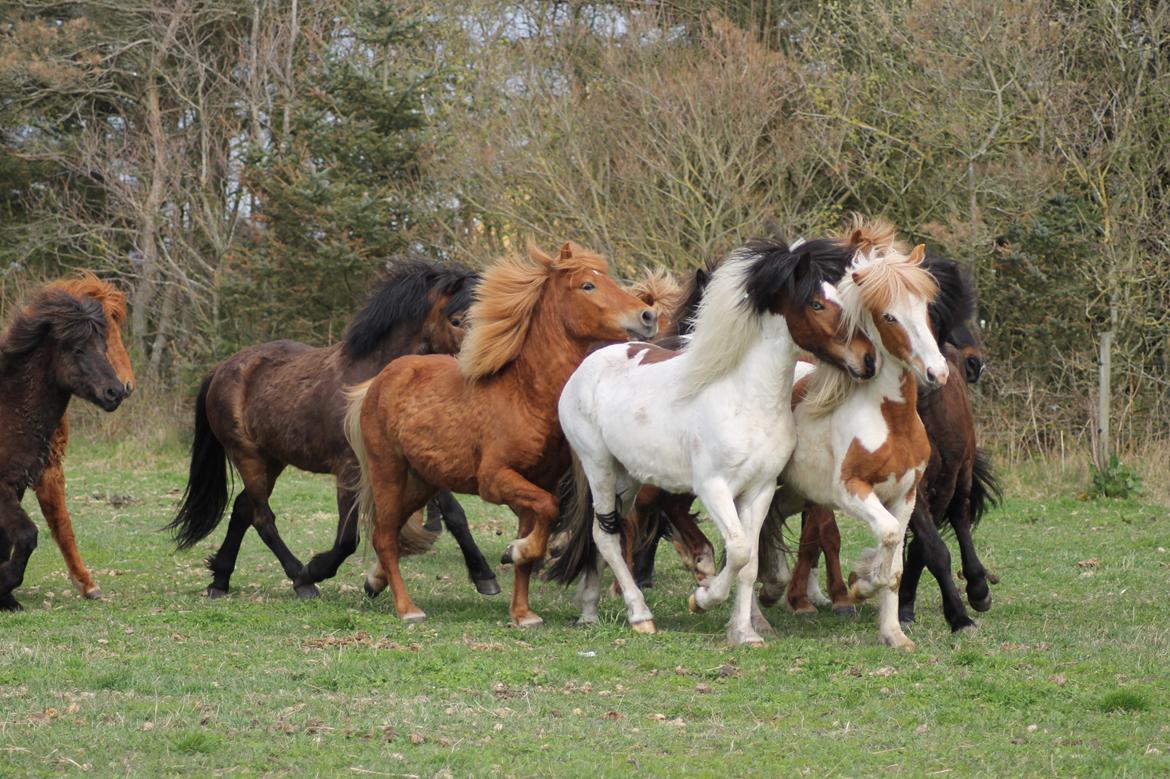 Islænder Flugandi fra Præstegården billede 10