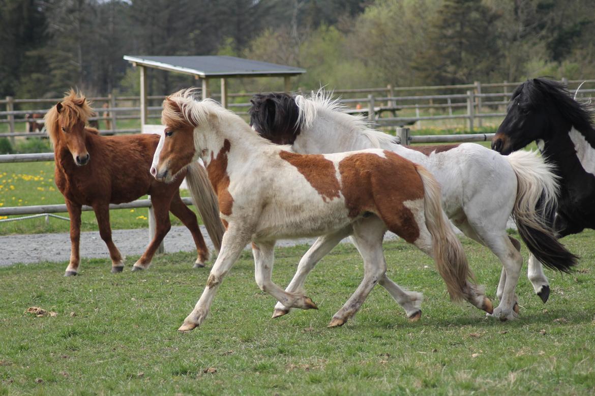 Islænder Flugandi fra Præstegården billede 2