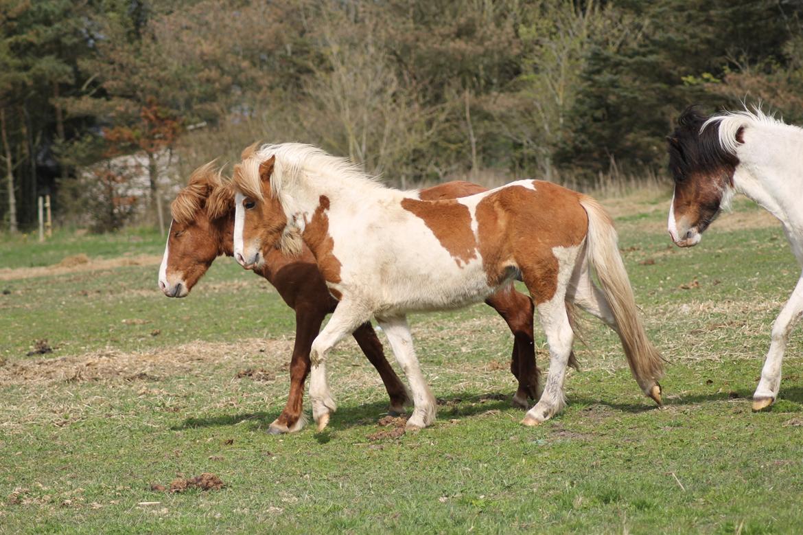 Islænder Flugandi fra Præstegården billede 20