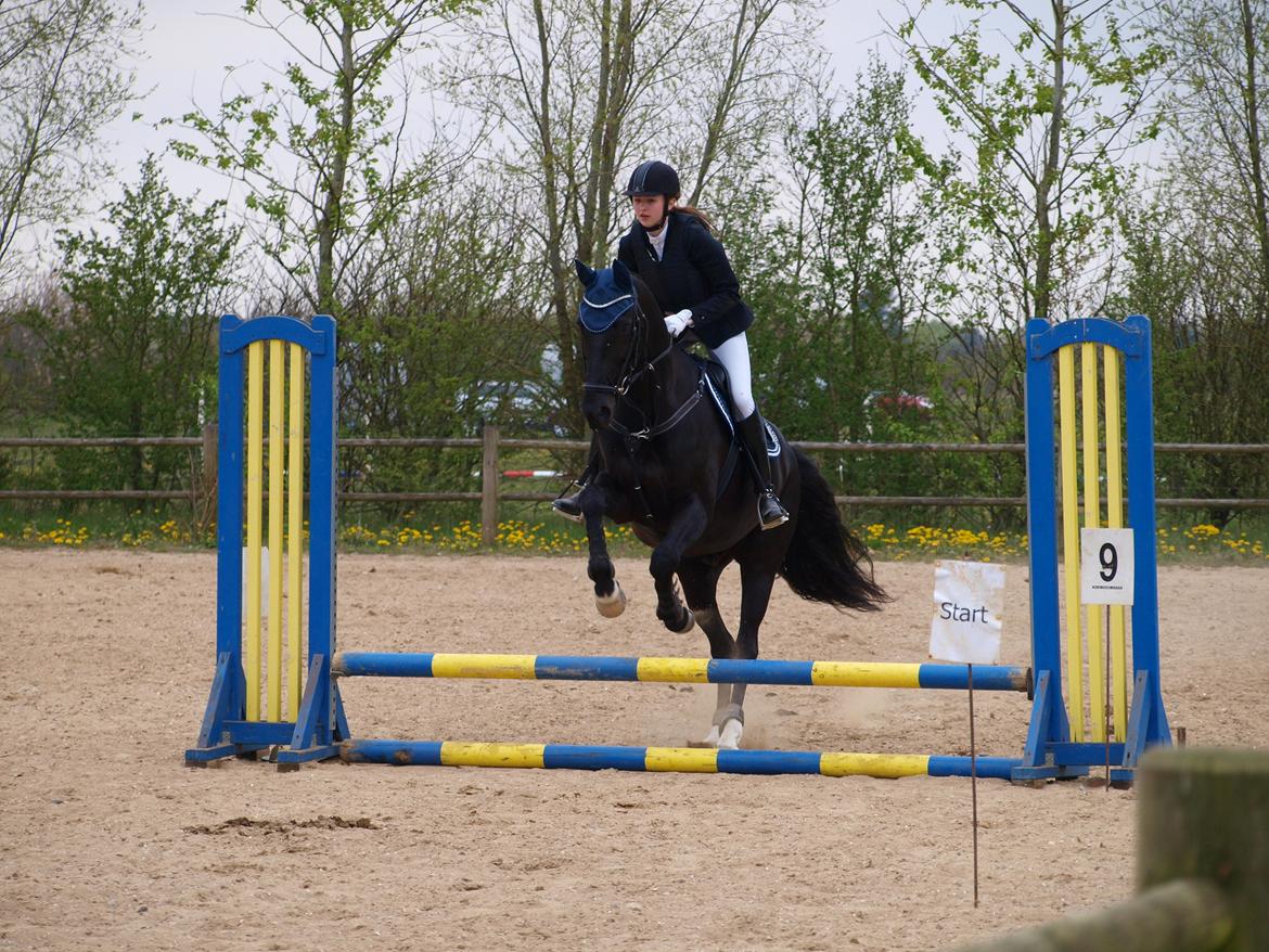 Dansk Varmblod Tranholms Santiago - 6. Maj 2017 - Stævne SOR billede 15