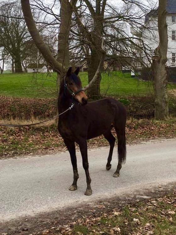 Dansk Varmblod J'adore Pilekær billede 27
