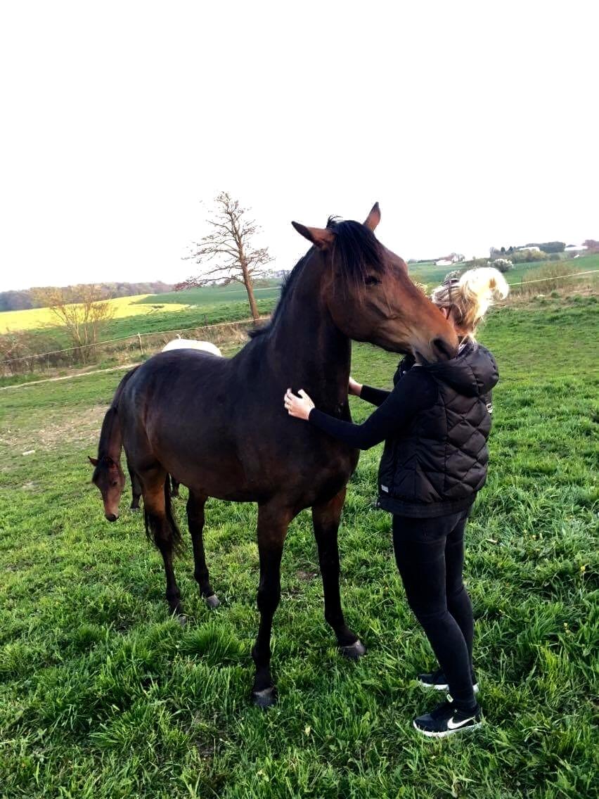 Dansk Varmblod J'adore Pilekær billede 29