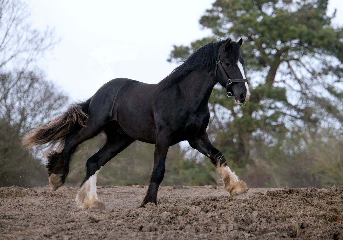 Shire Lønborgs Kronos billede 6