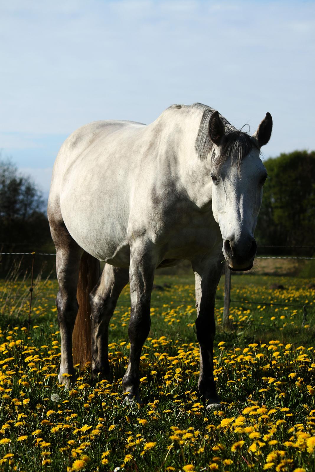 Dansk Varmblod Lambrié Vejen (Avlshoppe) - NYT: 1 måned til termin <3 billede 10