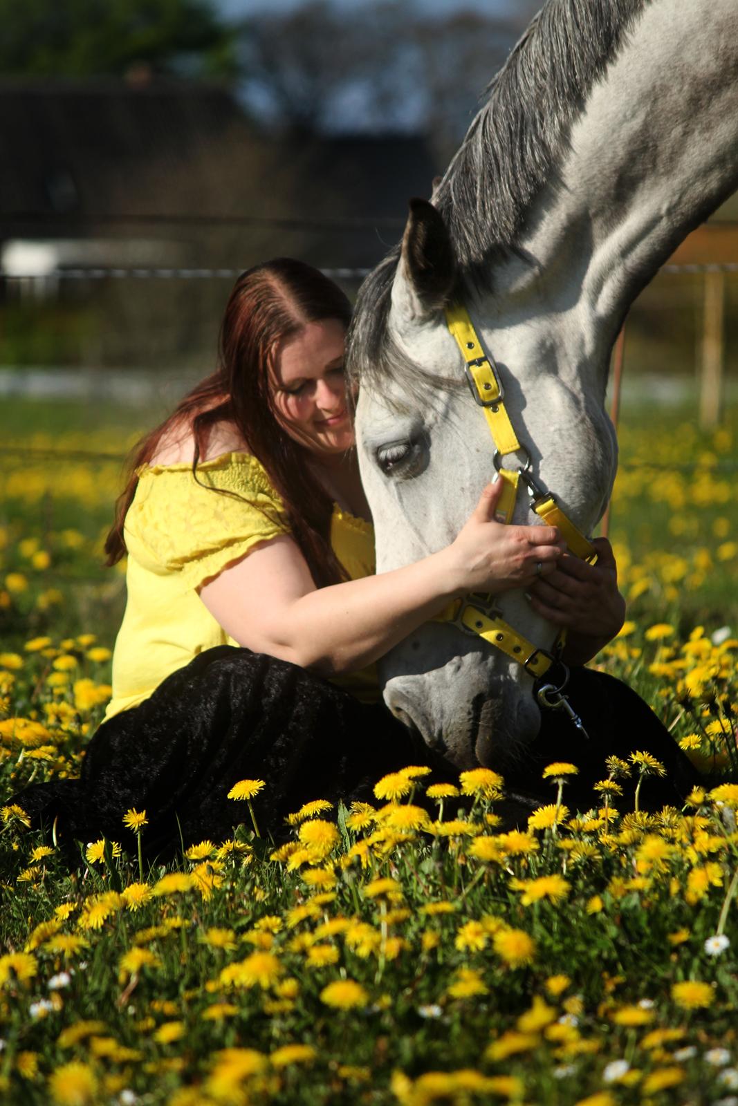 Dansk Varmblod Lambrié Vejen (Avlshoppe) - NYT: Min smukke dronning <3 billede 9