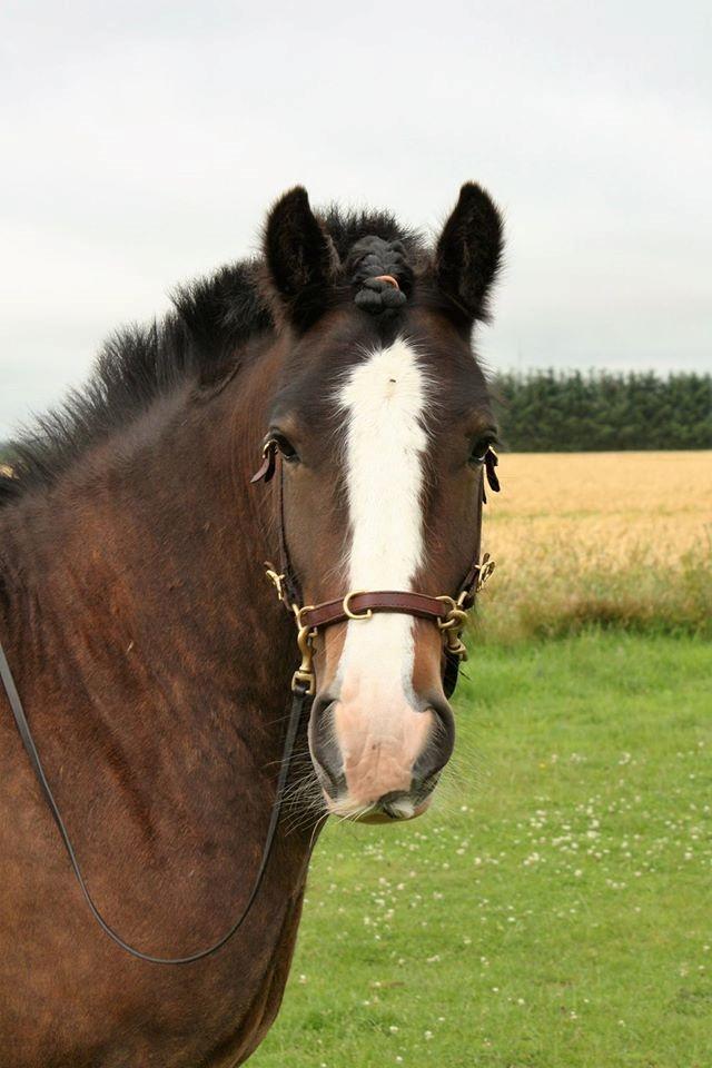 Irish Cob Shamrocks Rowan of Spades billede 3