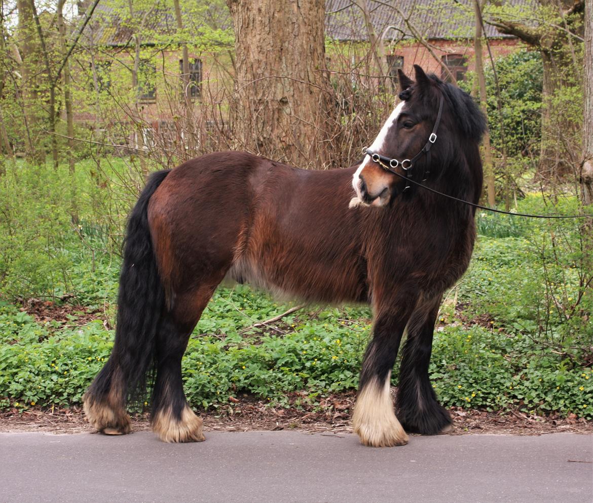 Irish Cob Shamrocks Rowan of Spades billede 1