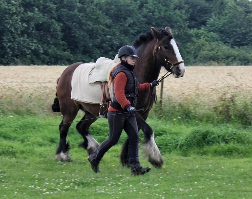 Irish Cob Shamrocks Rowan of Spades billede 5