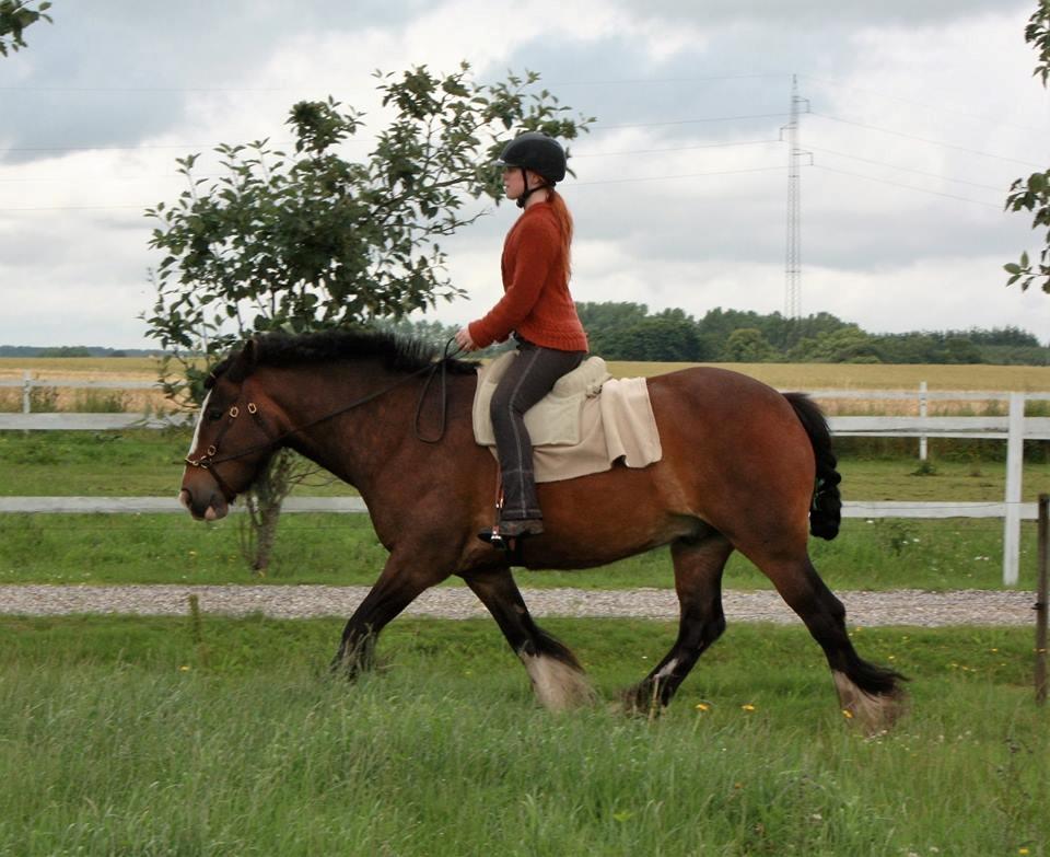 Irish Cob Shamrocks Rowan of Spades billede 6