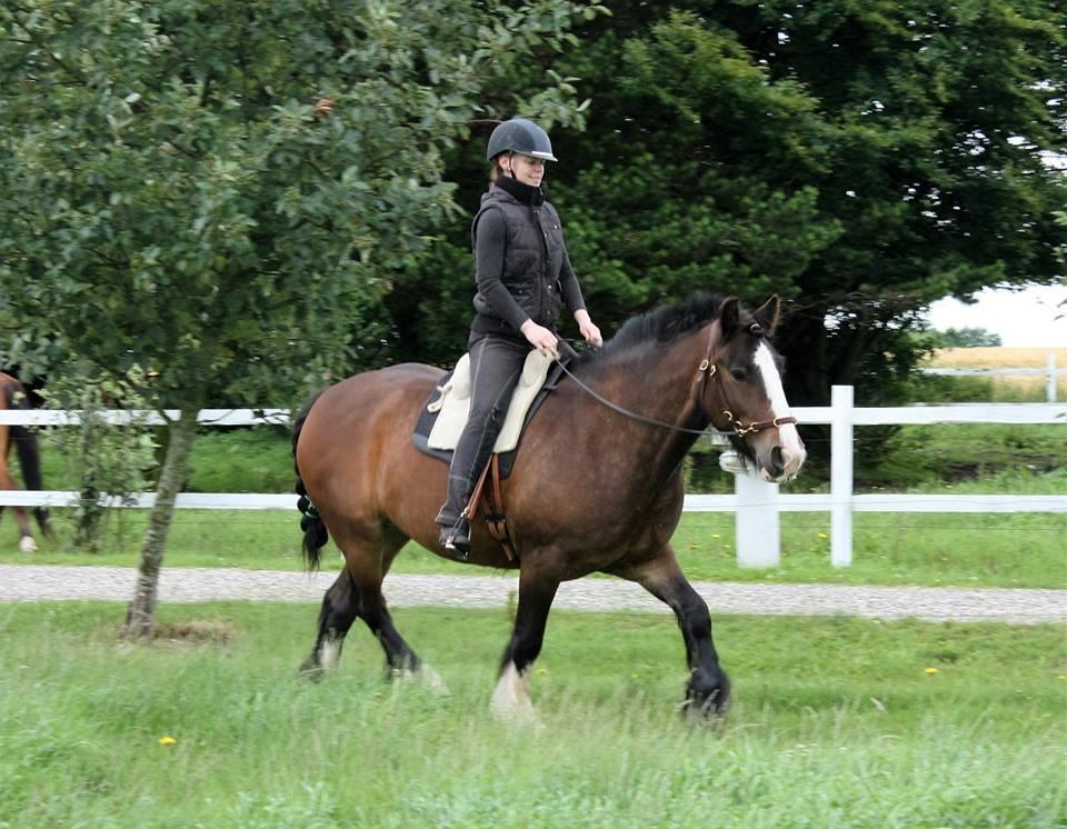 Irish Cob Shamrocks Rowan of Spades billede 4