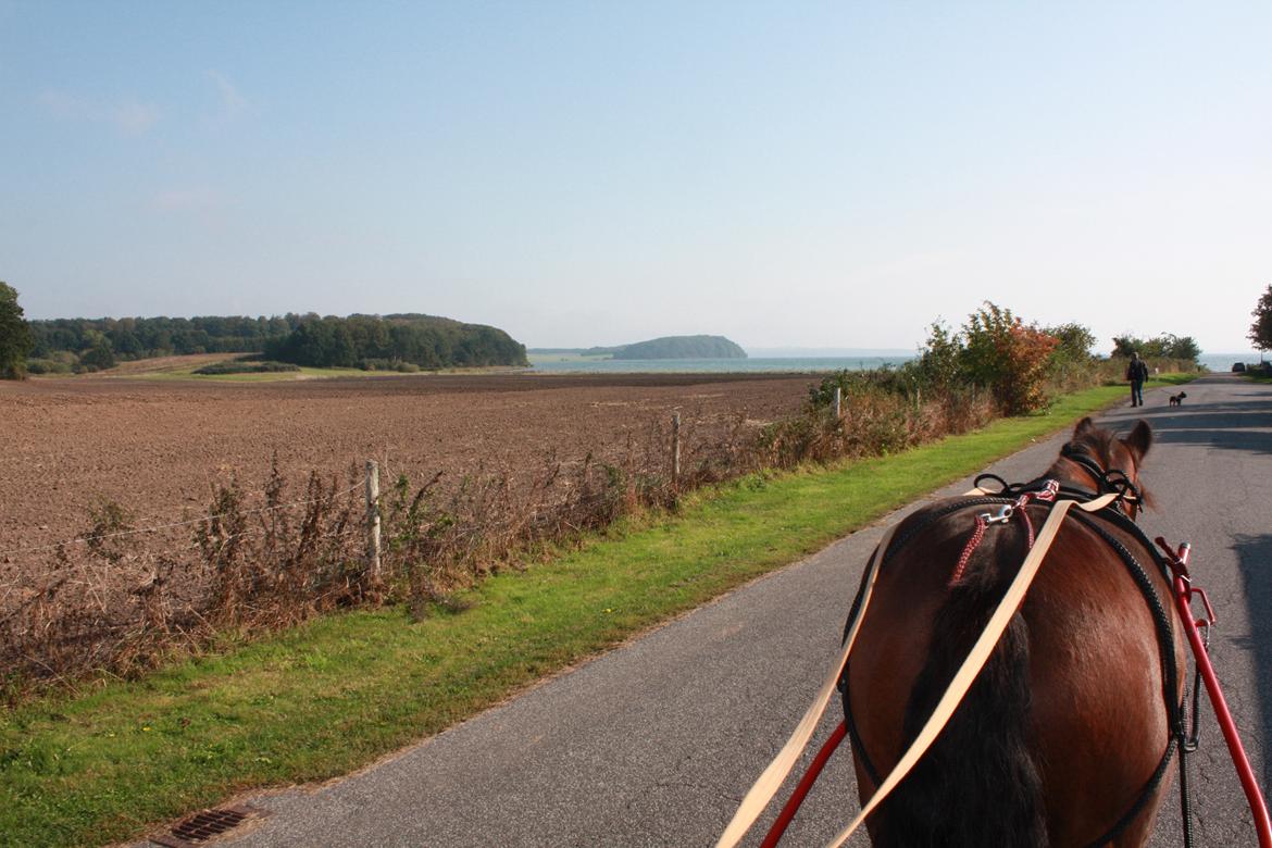 Irish Cob Shamrocks Rowan of Spades billede 7