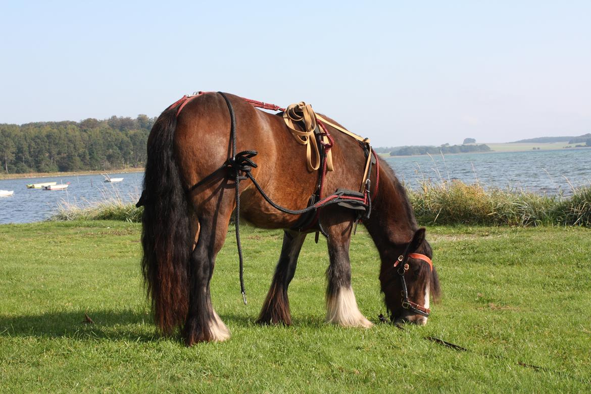 Irish Cob Shamrocks Rowan of Spades billede 8