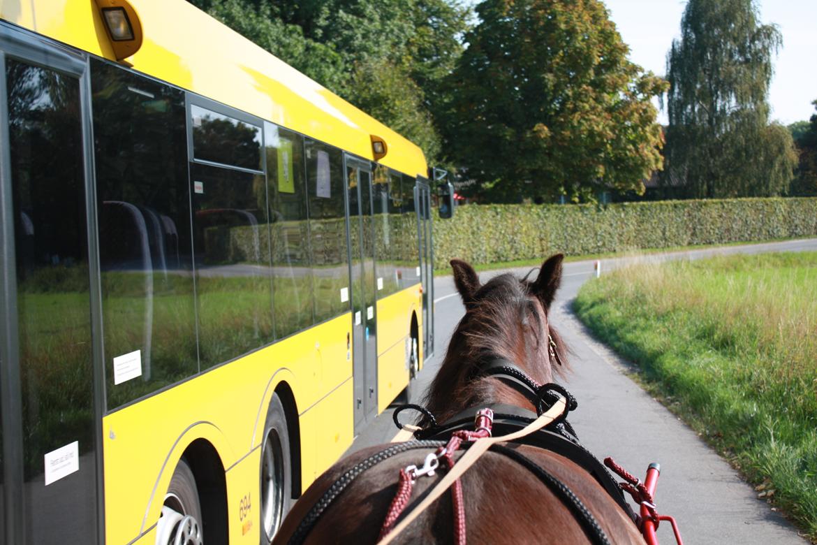 Irish Cob Shamrocks Rowan of Spades billede 9