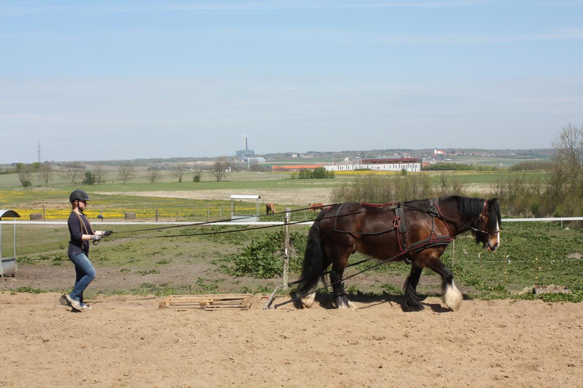 Irish Cob Shamrocks Rowan of Spades billede 10