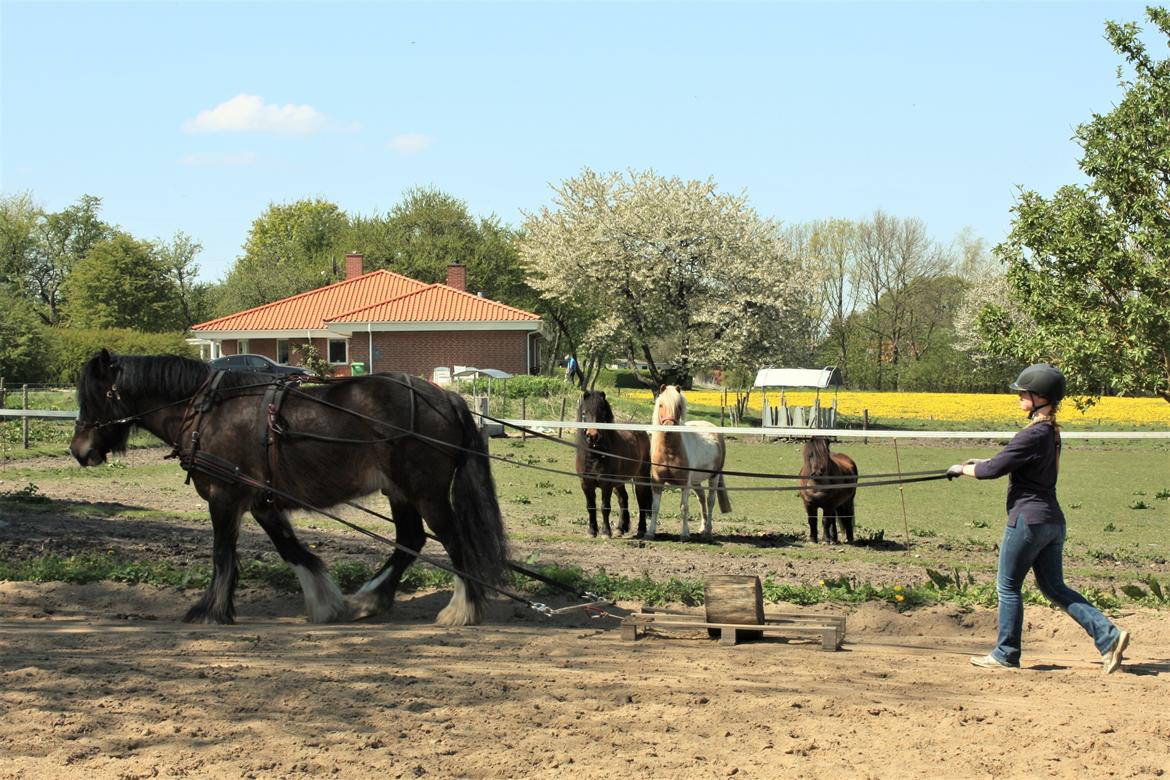 Irish Cob Shamrocks Rowan of Spades billede 11