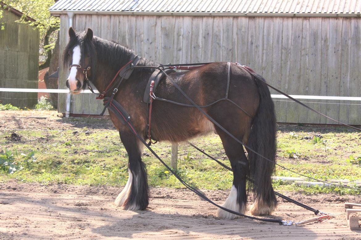 Irish Cob Shamrocks Rowan of Spades billede 12