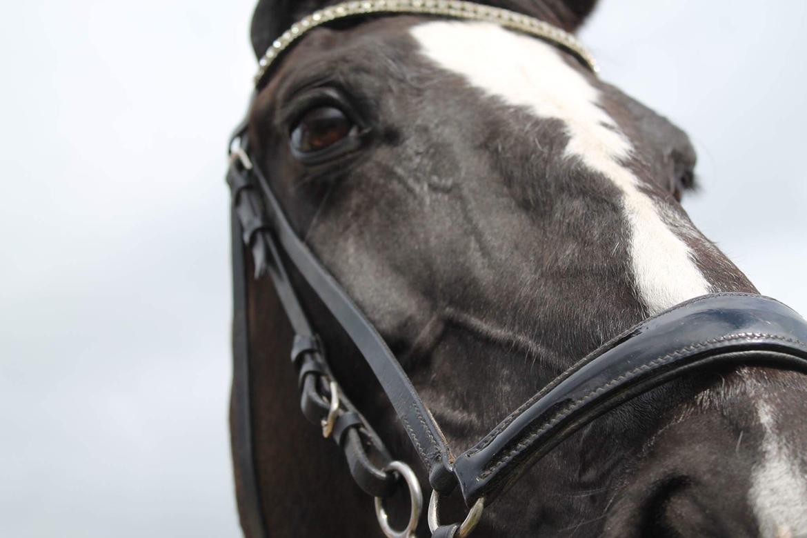 Anden særlig race Cheval first chance  billede 18