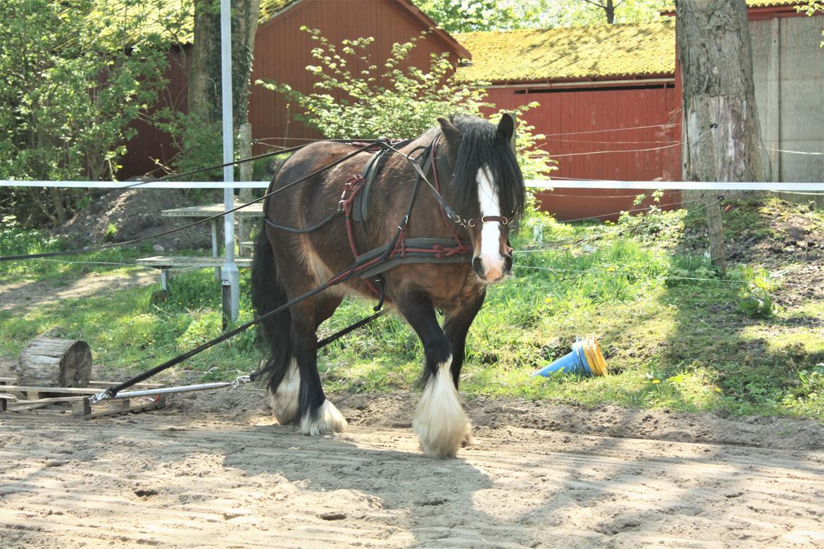 Irish Cob Shamrocks Rowan of Spades billede 13