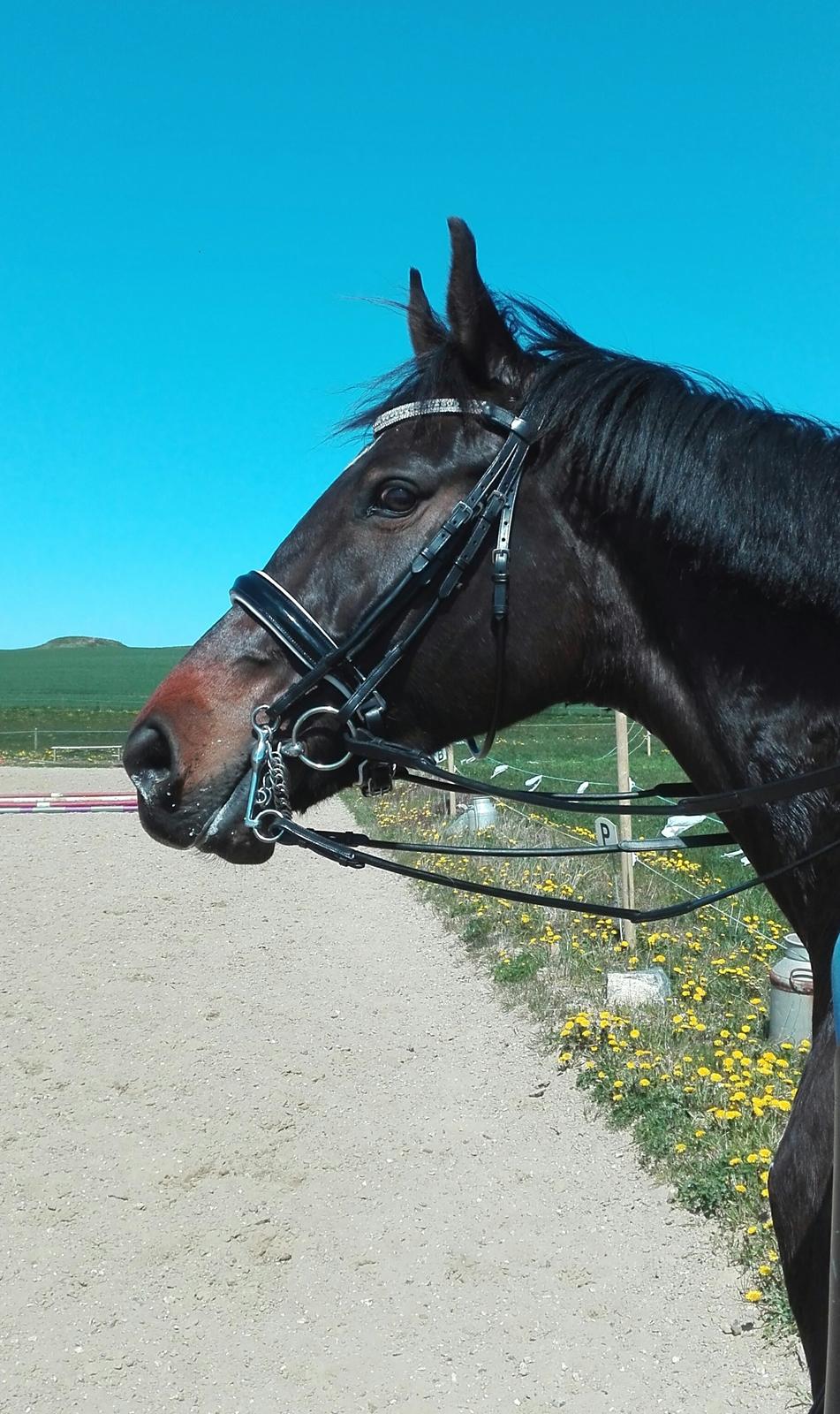 Dansk Varmblod Elversøes Chanel billede 16