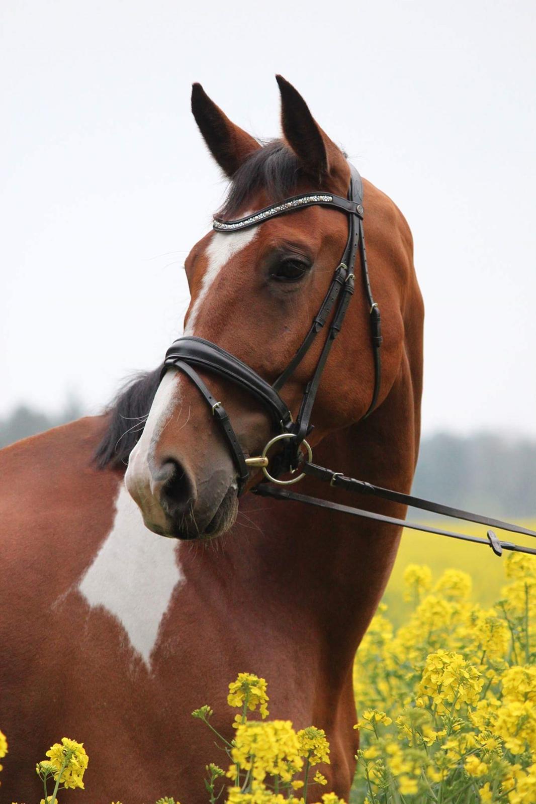 Anden særlig race Filur billede 1