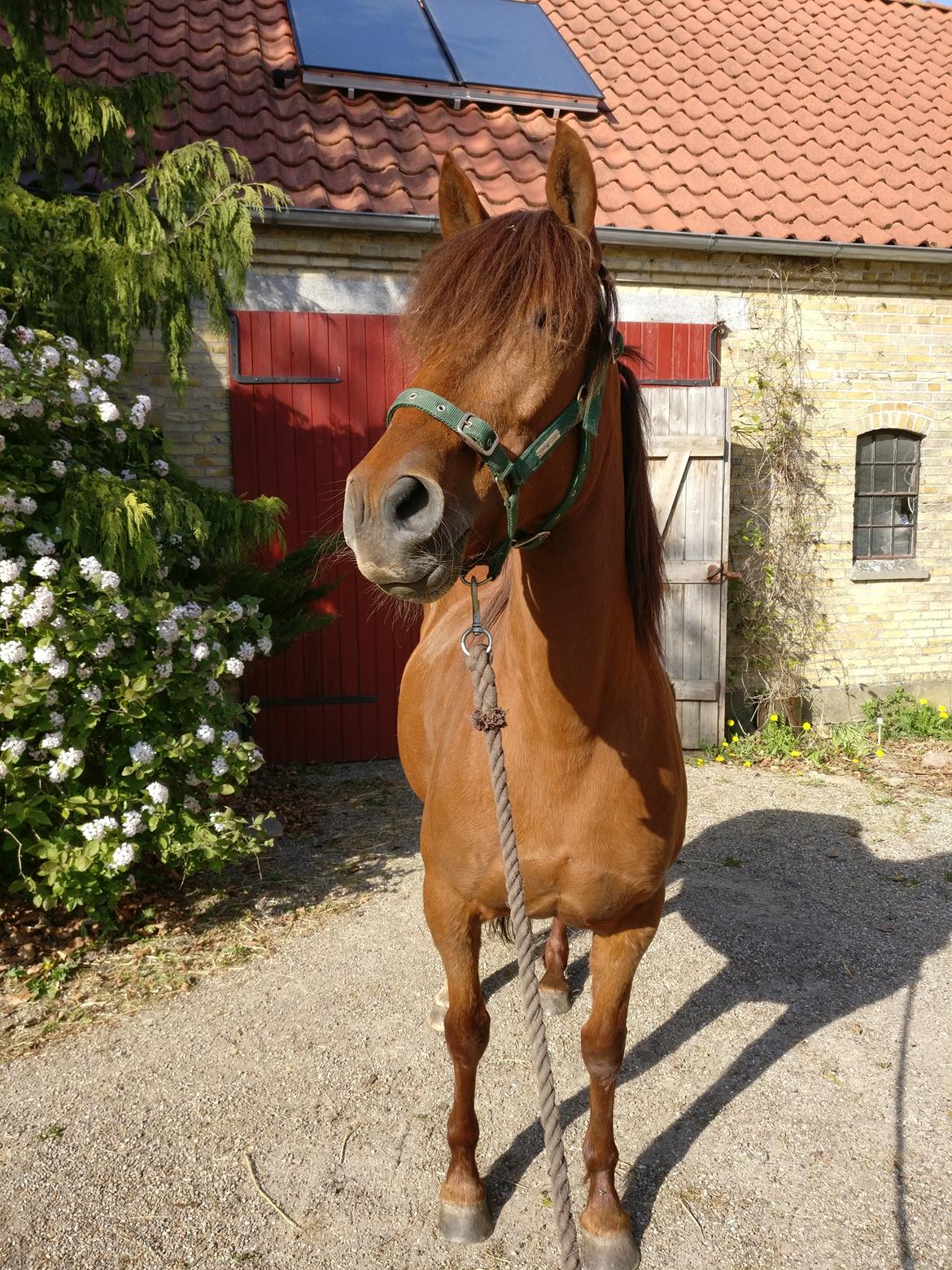 Paso-Peruanos GGS Jimina R.I.P billede 4