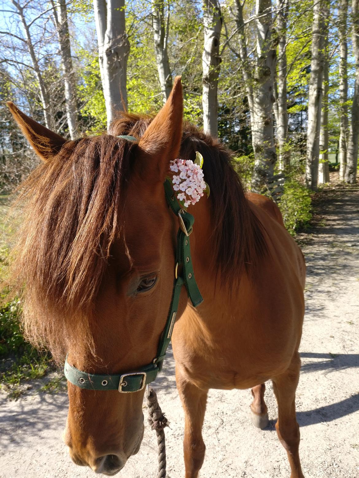 Paso-Peruanos GGS Jimina R.I.P billede 1