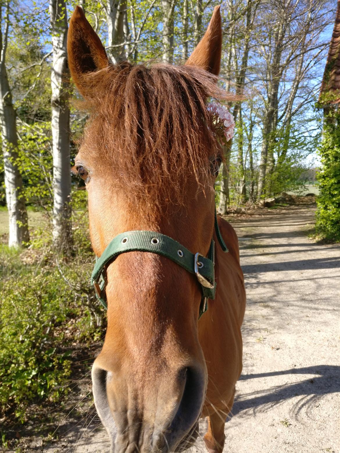 Paso-Peruanos GGS Jimina R.I.P billede 5