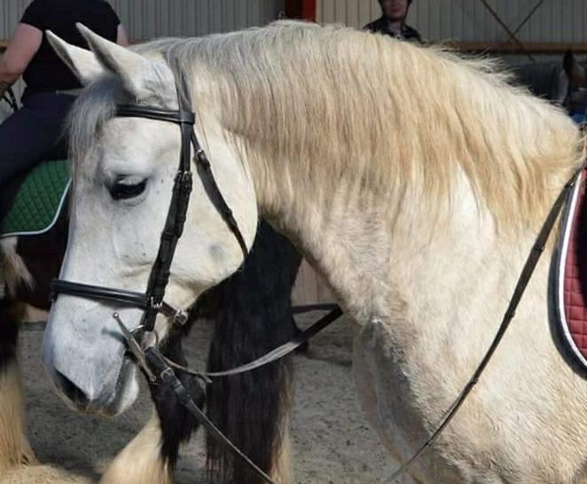 Lipizzaner Fantasia - 290 billede 1