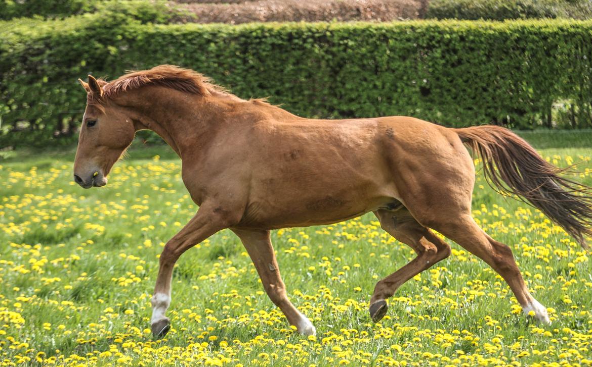 Dansk Varmblod Coco Pops - Coco Pops nyder at komme på græs. Maj 2017 billede 7