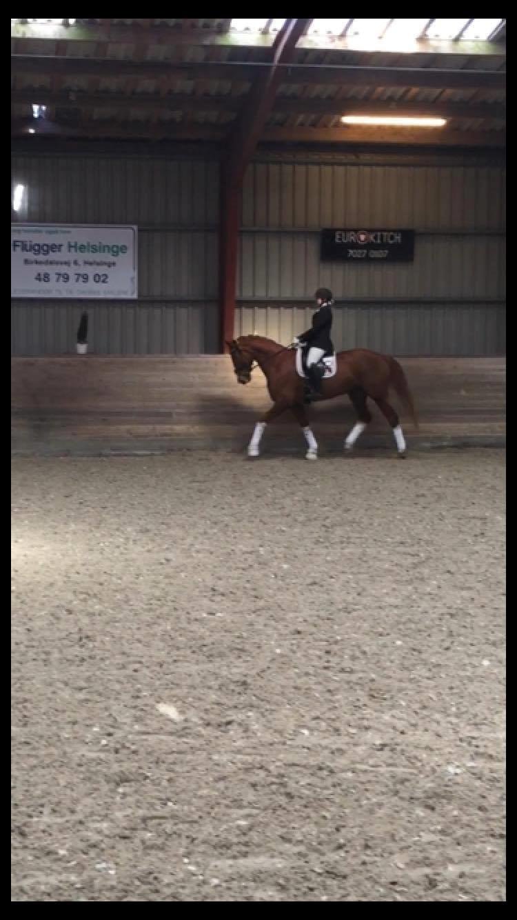 Dansk Varmblod Kildebo's Laurina billede 12