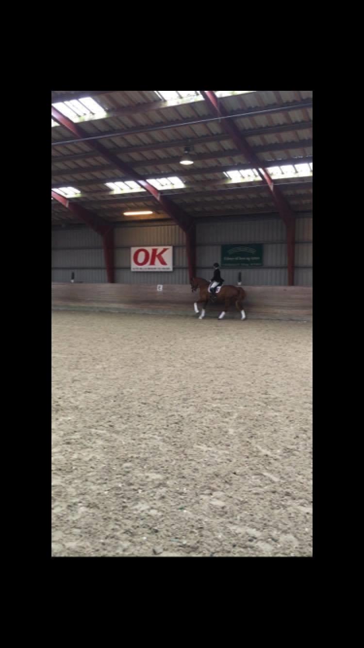 Dansk Varmblod Kildebo's Laurina billede 13