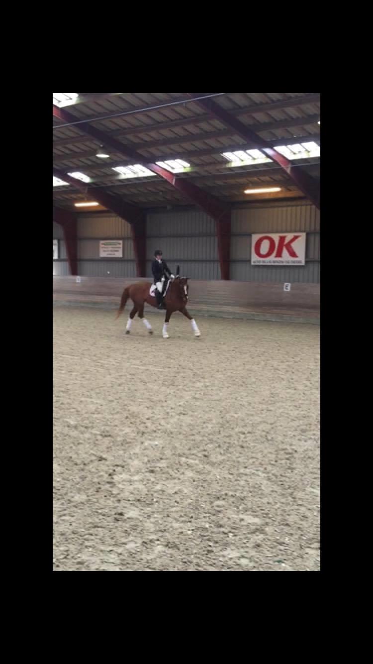 Dansk Varmblod Kildebo's Laurina billede 14