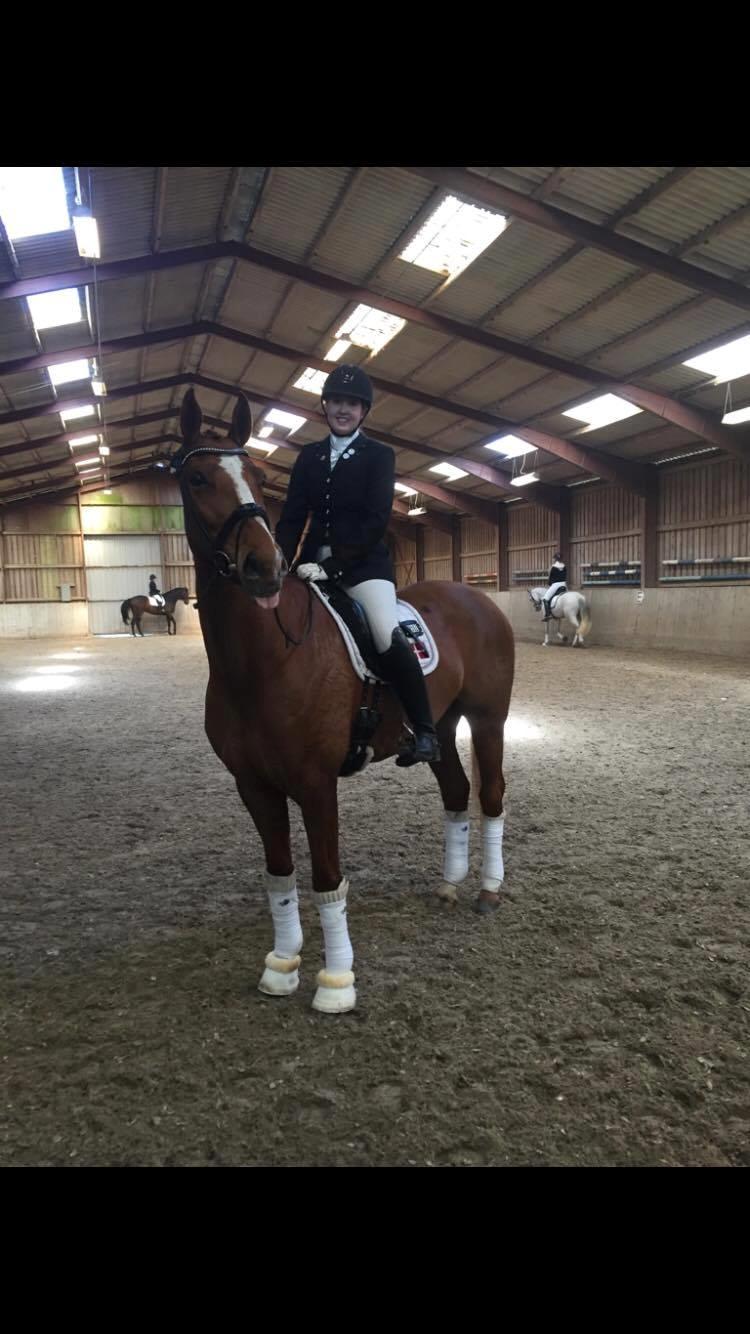 Dansk Varmblod Kildebo's Laurina billede 4