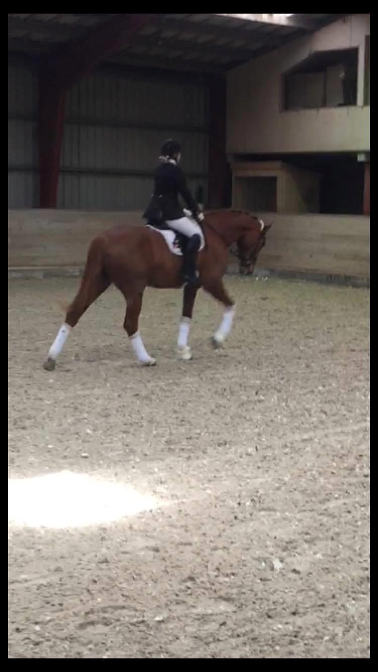 Dansk Varmblod Kildebo's Laurina - Intet at sige til, at hun fik 9 for skridt i begge klasser :P billede 15