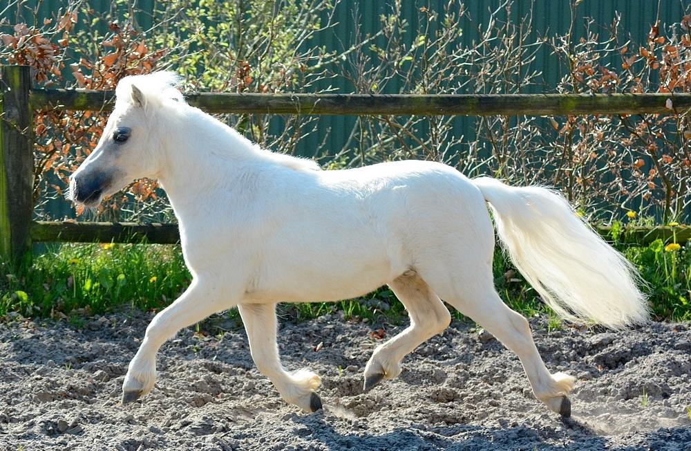 Dansk Miniature *SOLGT* Riddersholm's Valentin - d. 7 Maj 2017 - Skønneste Valentin :-D billede 7