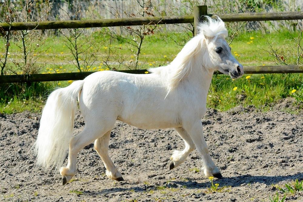 Dansk Miniature *SOLGT* Riddersholm's Valentin - d. 7 Maj 2017 - Skønneste Valentin :-D billede 5