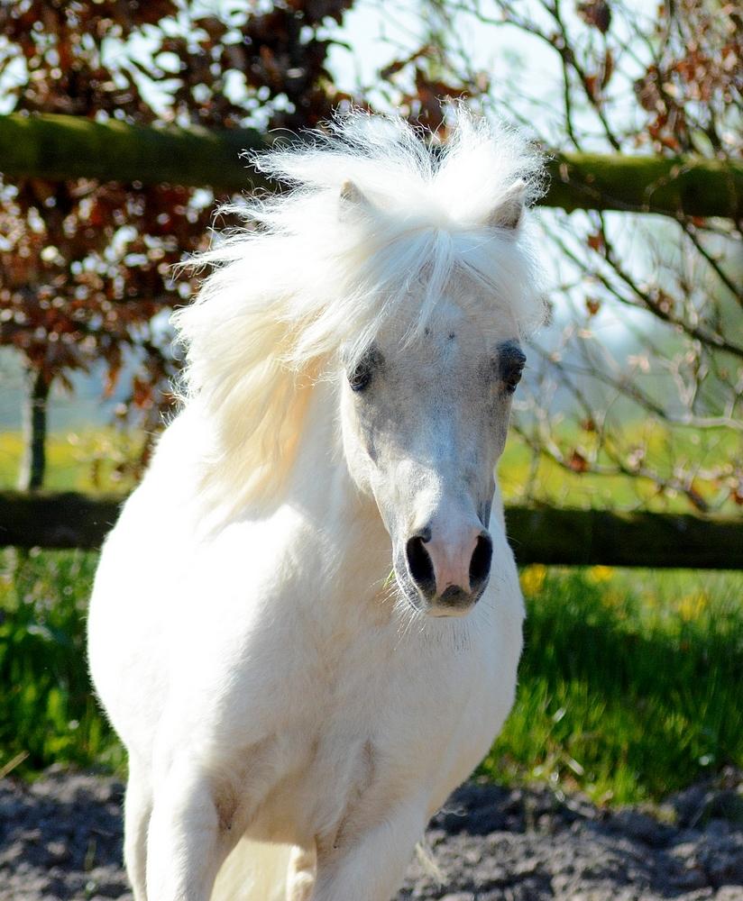 Dansk Miniature *SOLGT* Riddersholm's Valentin - d. 7 Maj 2017 - Skønneste Valentin :-D billede 12
