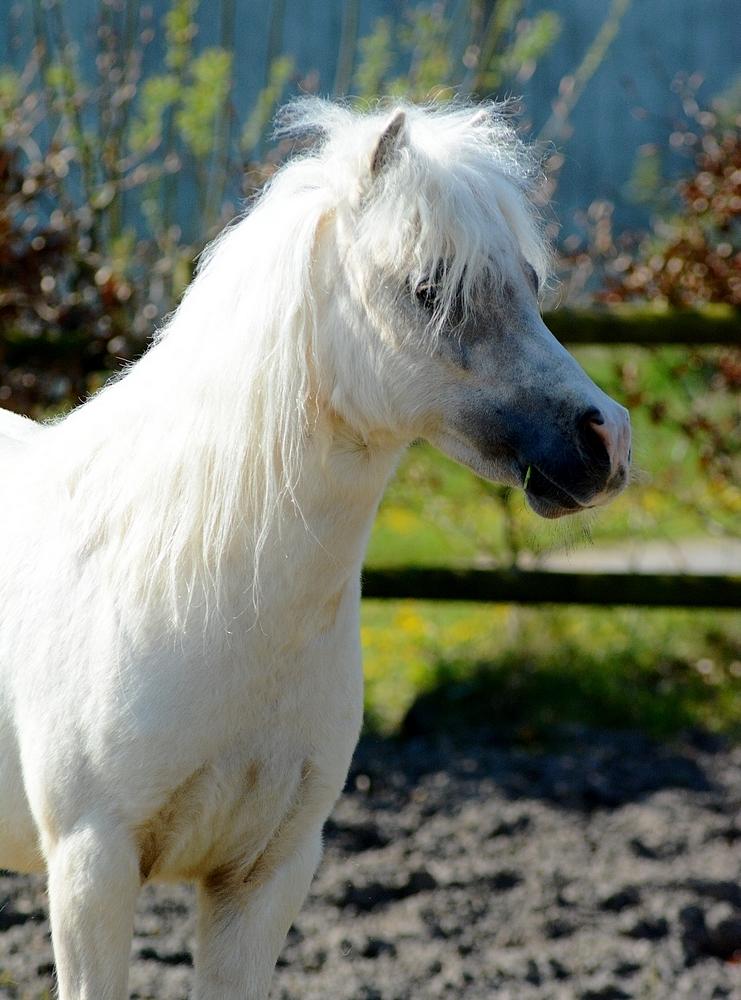 Dansk Miniature *SOLGT* Riddersholm's Valentin - d. 7 Maj 2017 - Skønneste Valentin :-D billede 20