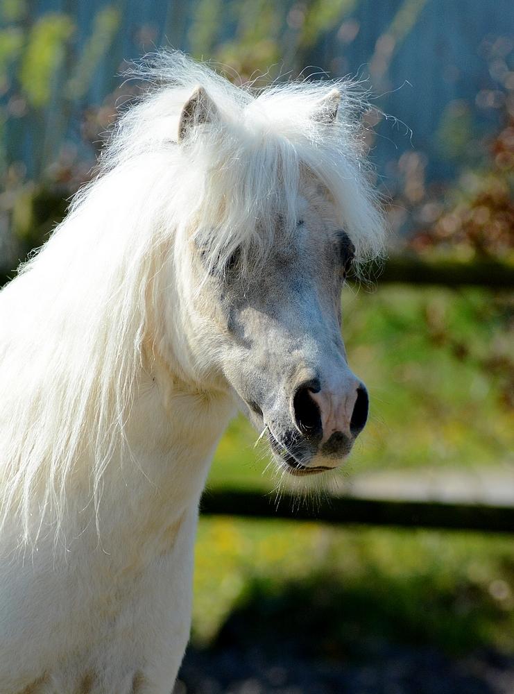 Dansk Miniature *SOLGT* Riddersholm's Valentin - d. 7 Maj 2017 - Skønneste Valentin :-D billede 4