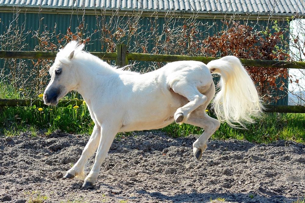 Dansk Miniature *SOLGT* Riddersholm's Valentin - d. 7 Maj 2017 - Skønneste Valentin :-D billede 28