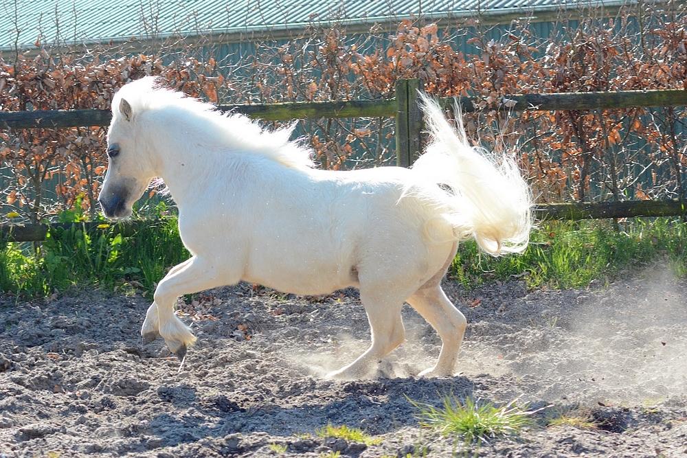 Dansk Miniature *SOLGT* Riddersholm's Valentin - d. 7 Maj 2017 - Skønneste Valentin :-D billede 18