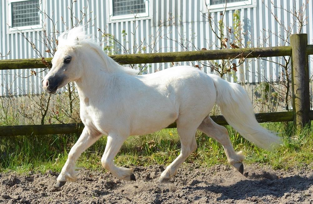 Dansk Miniature *SOLGT* Riddersholm's Valentin - d. 7 Maj 2017 - Skønneste Valentin :-D billede 19