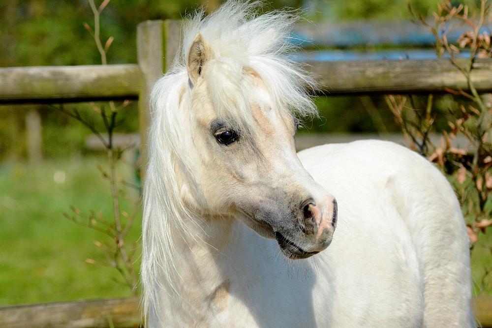 Dansk Miniature *SOLGT* Riddersholm's Valentin - d. 7 Maj 2017 - Skønneste Valentin :-D billede 23