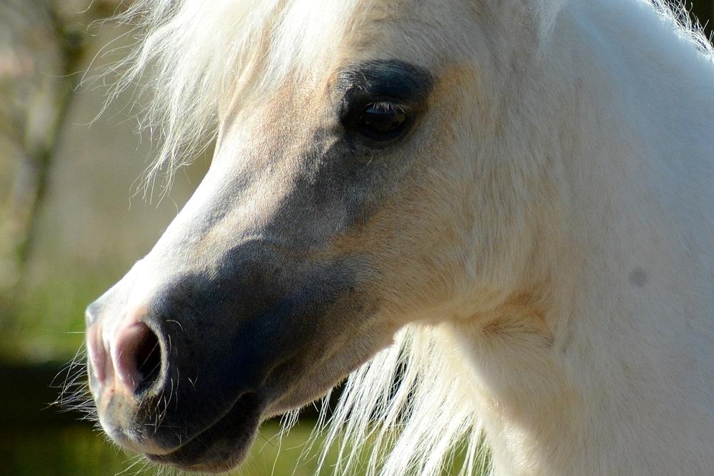 Dansk Miniature *SOLGT* Riddersholm's Valentin - d. 7 Maj 2017 - Skønneste Valentin :-D billede 31